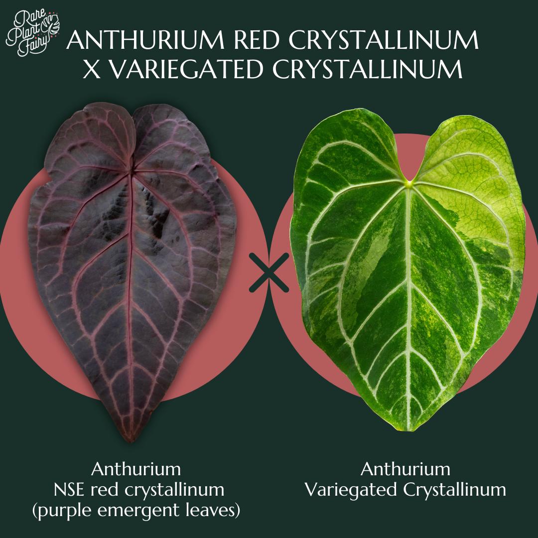 Anthurium Nse Red Crystallinum (Purple Emergent) X Crystallinum *Grower'S Choice*
