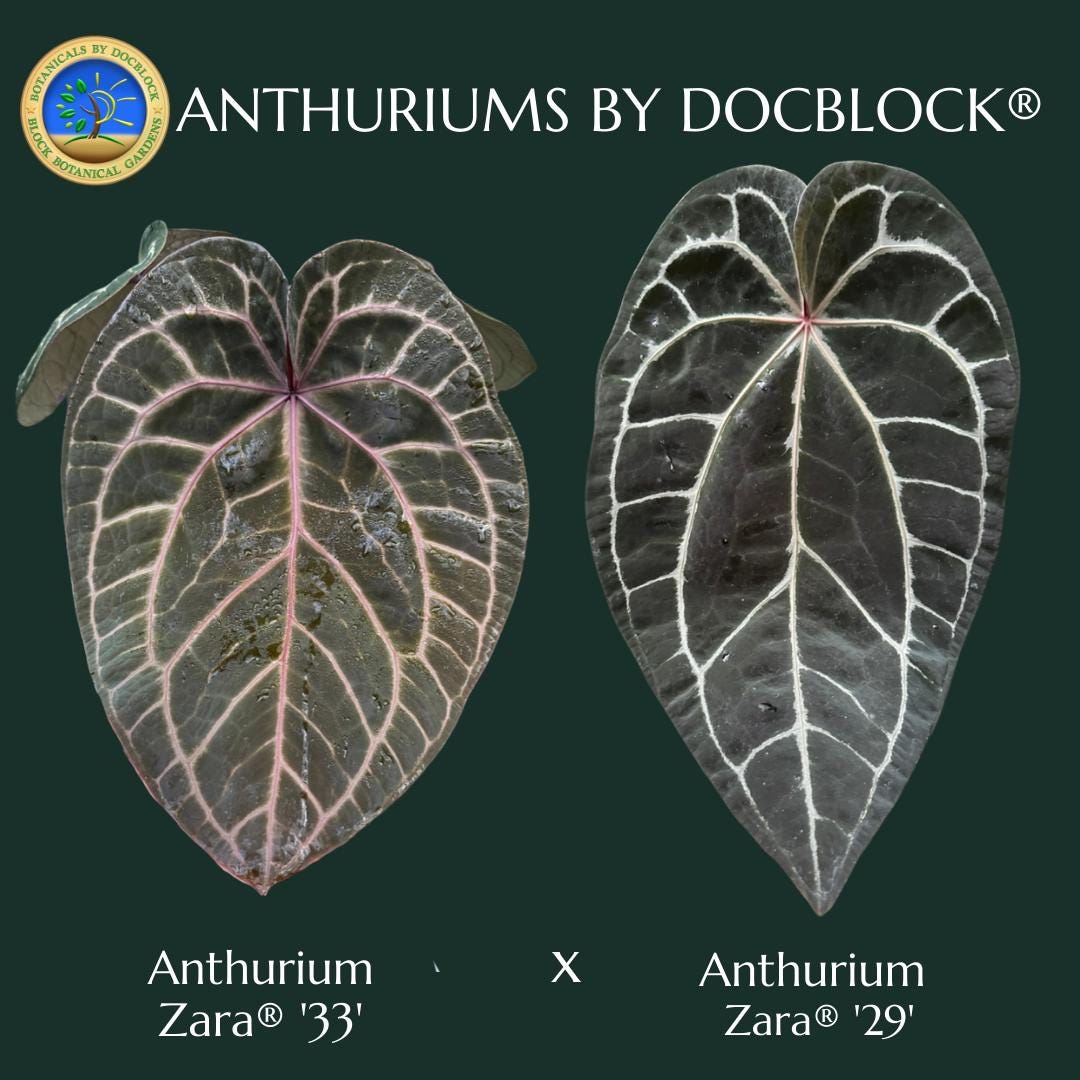 Anthurium Zara '33' X Zara '29' by Docblock ® *grower's Choice* - Etsy