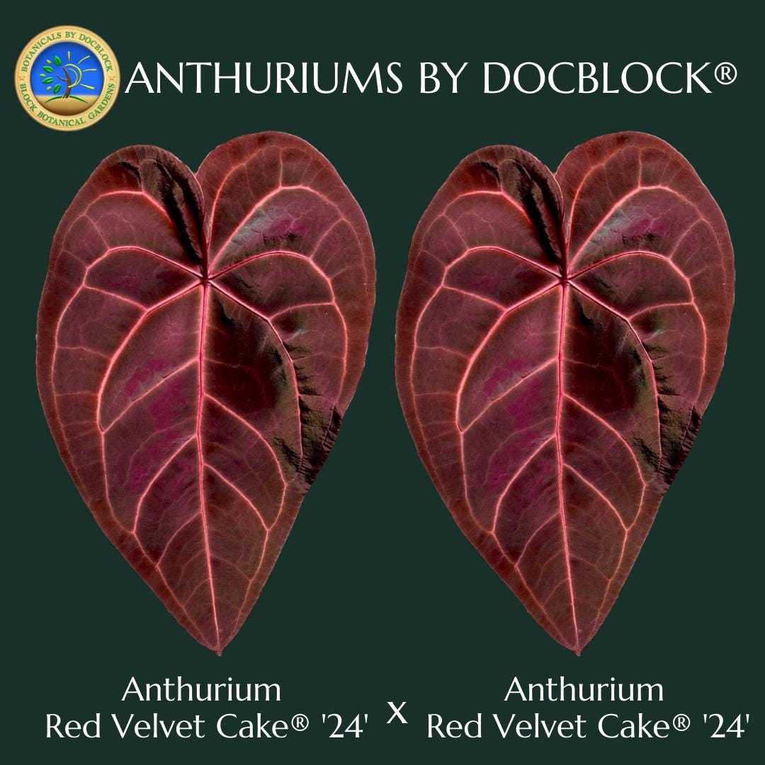 Anthurium Red Velvet Cake '24' X Red Velvet Cake '24' by Docblock  *grower's Choice* - Etsy