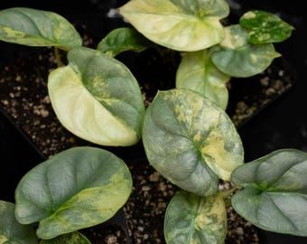 epipremnum pinnatum variegata marble Epipremnum pinnatum 'Marble Variegata' – Secret Garden Plant Shop