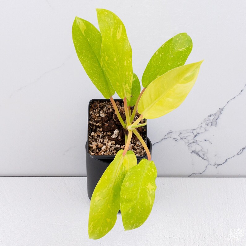 Philodendron Golden Goddess - Thumbnail 2