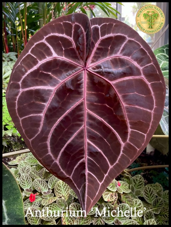 Anthurium Michelle '1' x Red Velvet Cake '24' by DocBlock *Grower's choice*