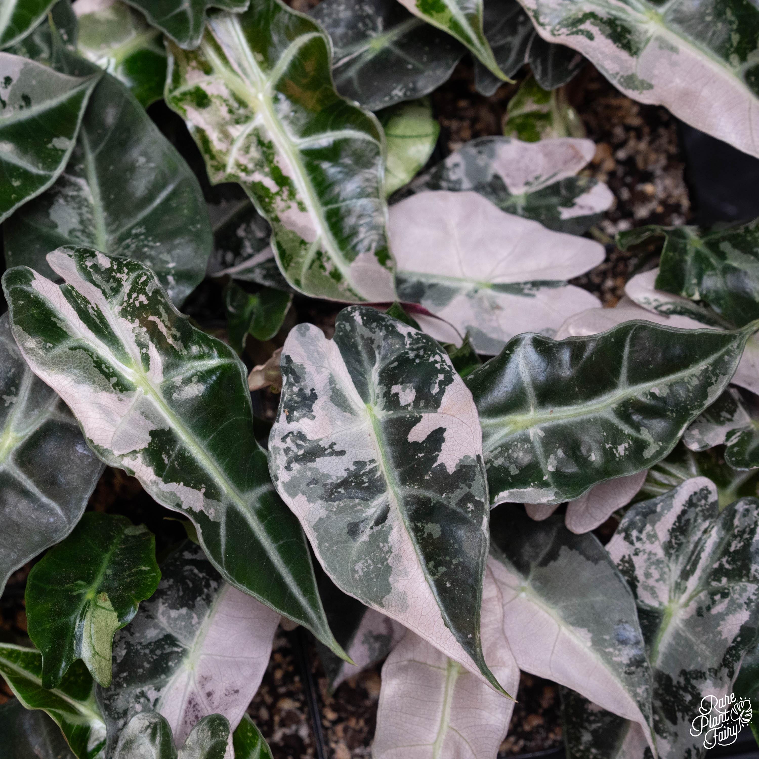 Alocasia Serendipity Variegated Pink - Etsy Alocasia Serendipity Variegated Pink - Etsy