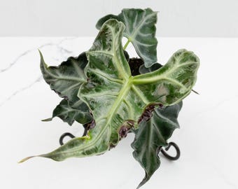 Alocasia loco *Grower's Choice*