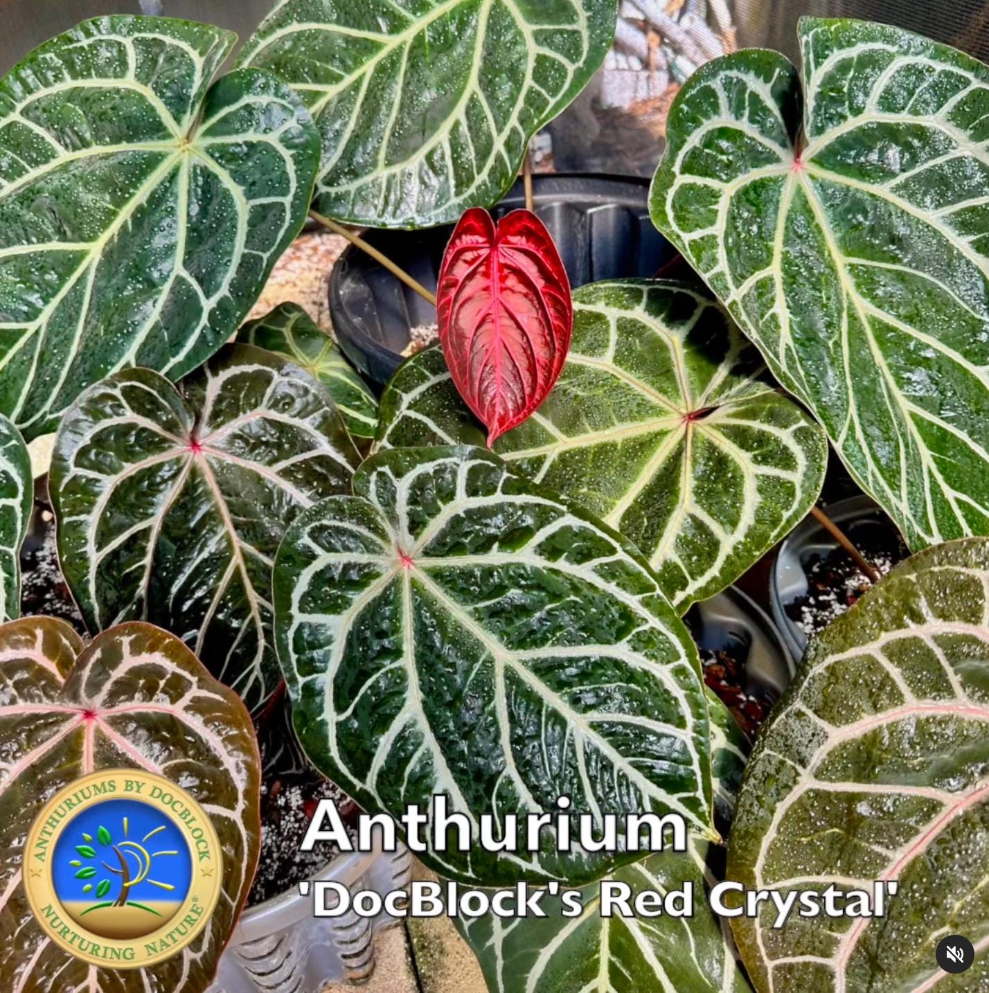 Anthurium Orange '26' X Docblock Red Crystal '12' by Docblock