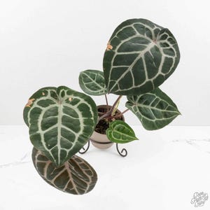 Anthurium 'Michelle' by DocBlock®  *Grower's Choice*