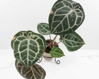 Anthurium 'Michelle' by DocBlock *Grower's Choice*