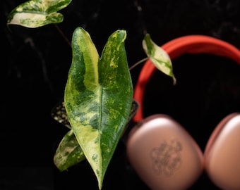 Philodendron 'el Choco Red' X Billietiae Variegated *grower's