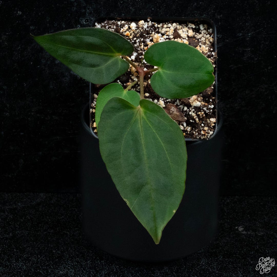 Anthurium Antolakii (previously Bvep) X Carlablackiae