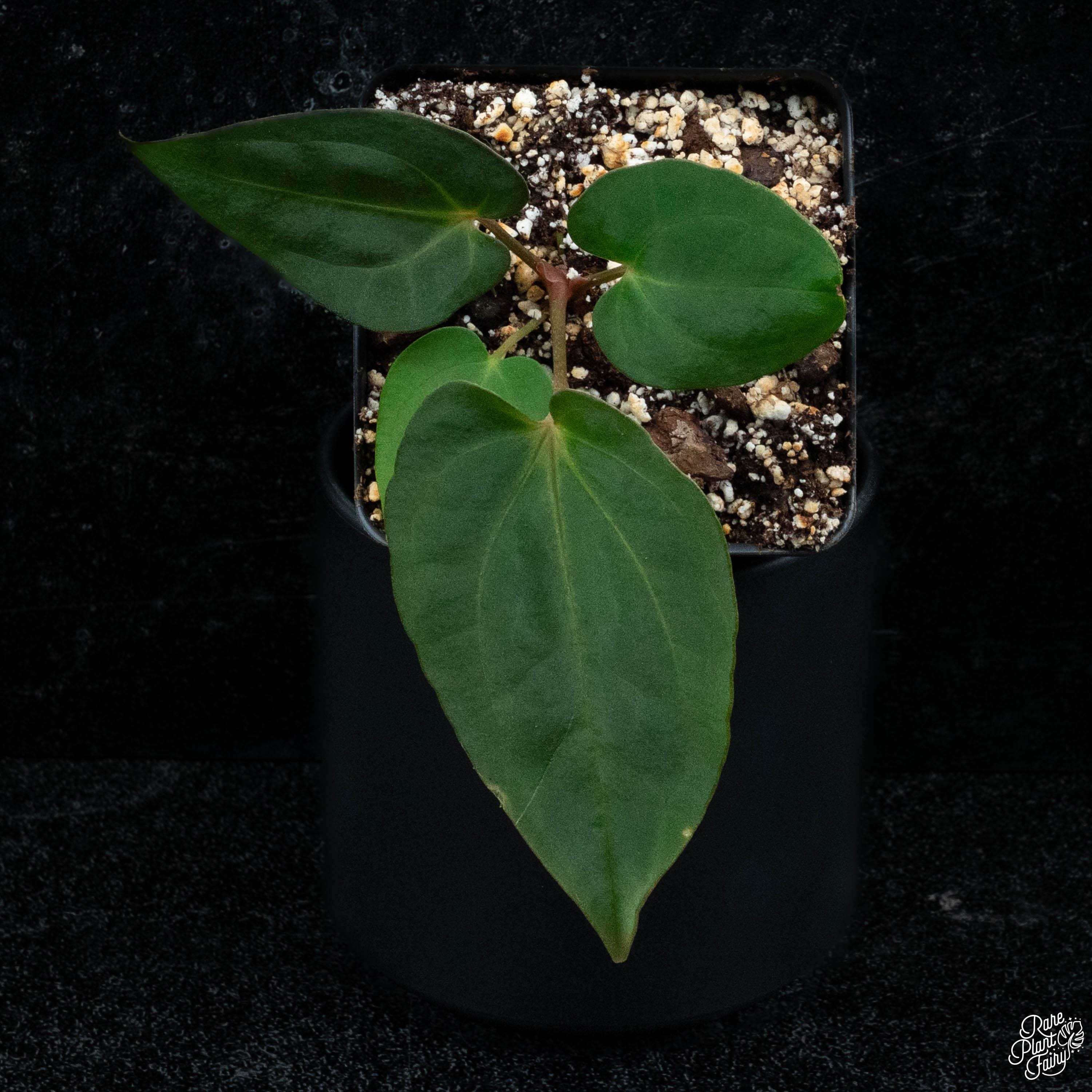 Anthurium Antolakii (previously Bvep) X Carlablackiae