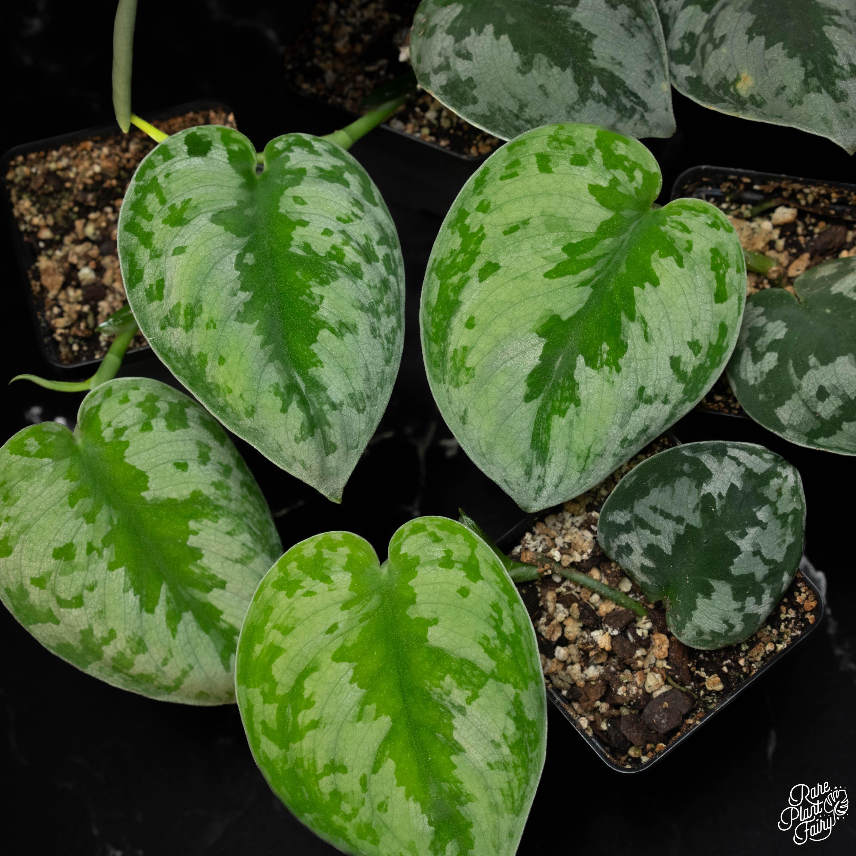 Scindapsus Silver Knight - Etsy