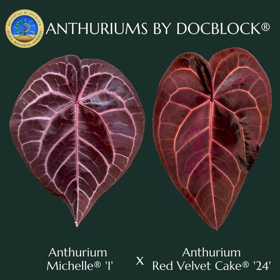 Anthurium Michelle '1' x Red Velvet Cake '24' by DocBlock *Grower's choice*