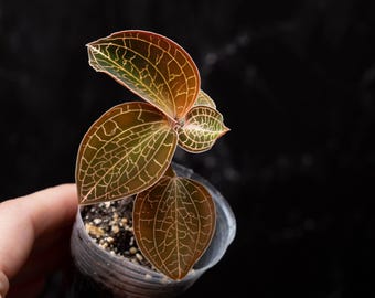 Anoectochilus Roxburghii Variegata Variegated 1.7