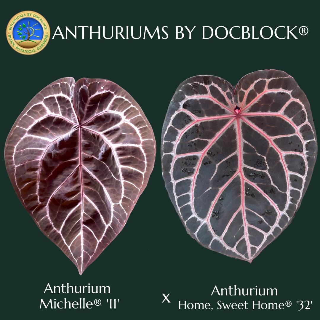 Anthurium Michelle '11' X Home, Sweet Home '32' by Docblock