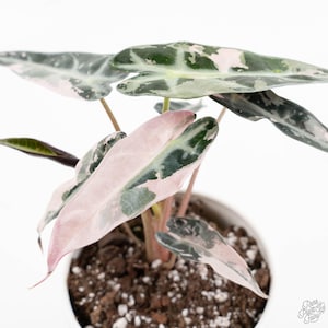 Alocasia 'Bambino' pink variegated *Grower's Choice*