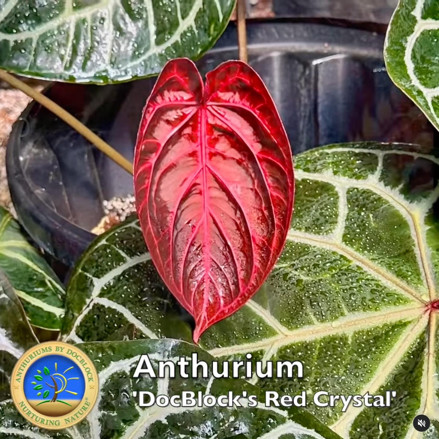 【チックインエッグ】ノーパテント 赤ベロ ヒヨコ Anthurium Orange '26' X Docblock Red Crystal '12' by Docblock