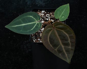 Anthurium DocBlock Red Velvet Cake '24' x Zara '29' by DocBlock® *Grower's Choice*
