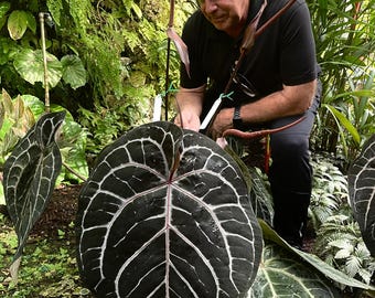 Anthurium &#39;Michelle&#39; by DocBlock ®  *Growers choice*