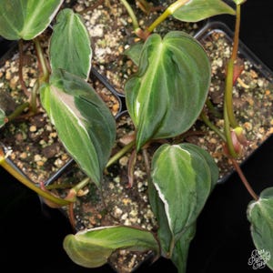 where to buy a pothos Pothos main image 1
