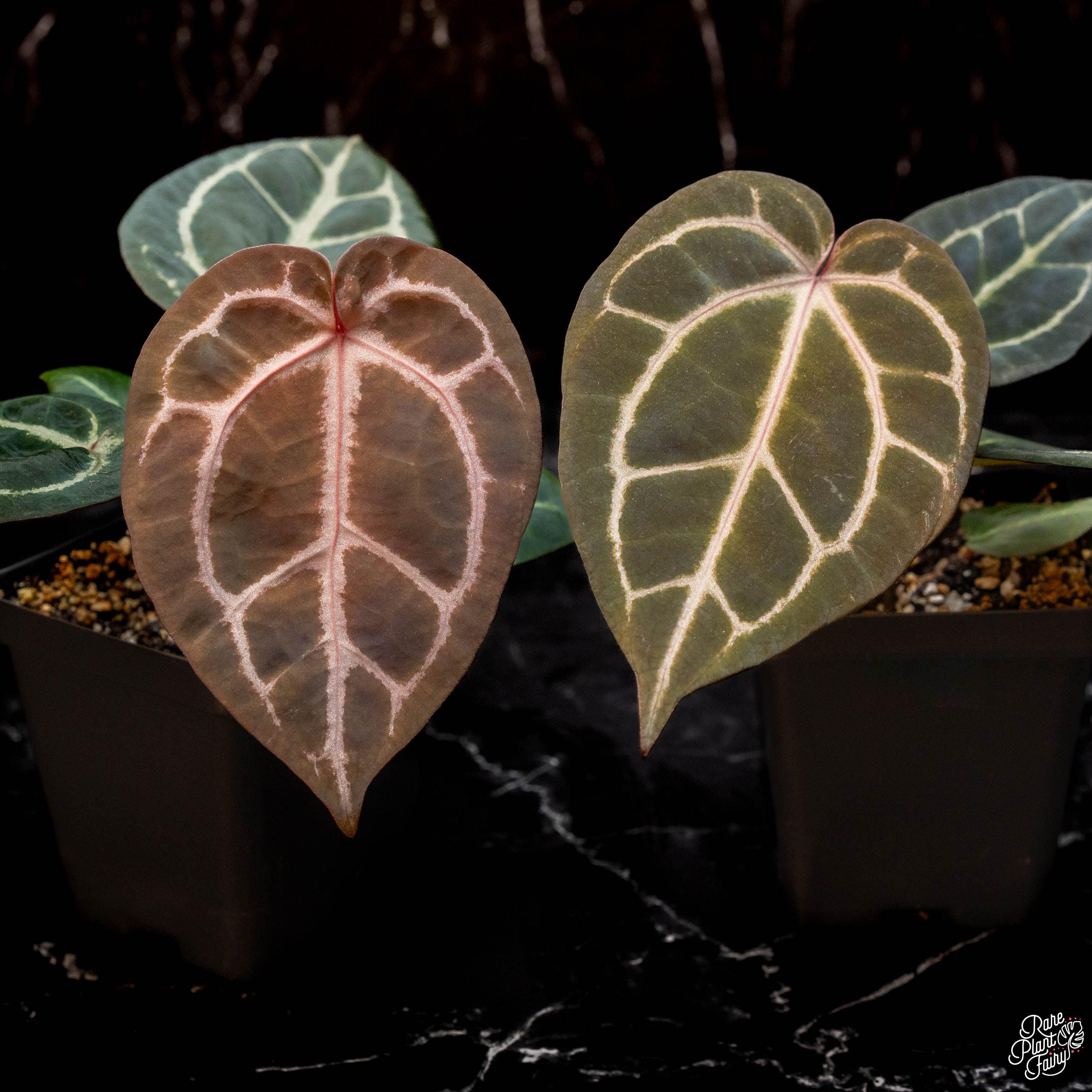 Anthurium Orange '26' X Docblock Red Crystal '12' by Docblock® *grower ...