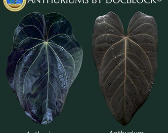 Anthurium DocBlock Lynette '18' x Dark & Handsome '9' by DocBlock® *Grower's Choice*