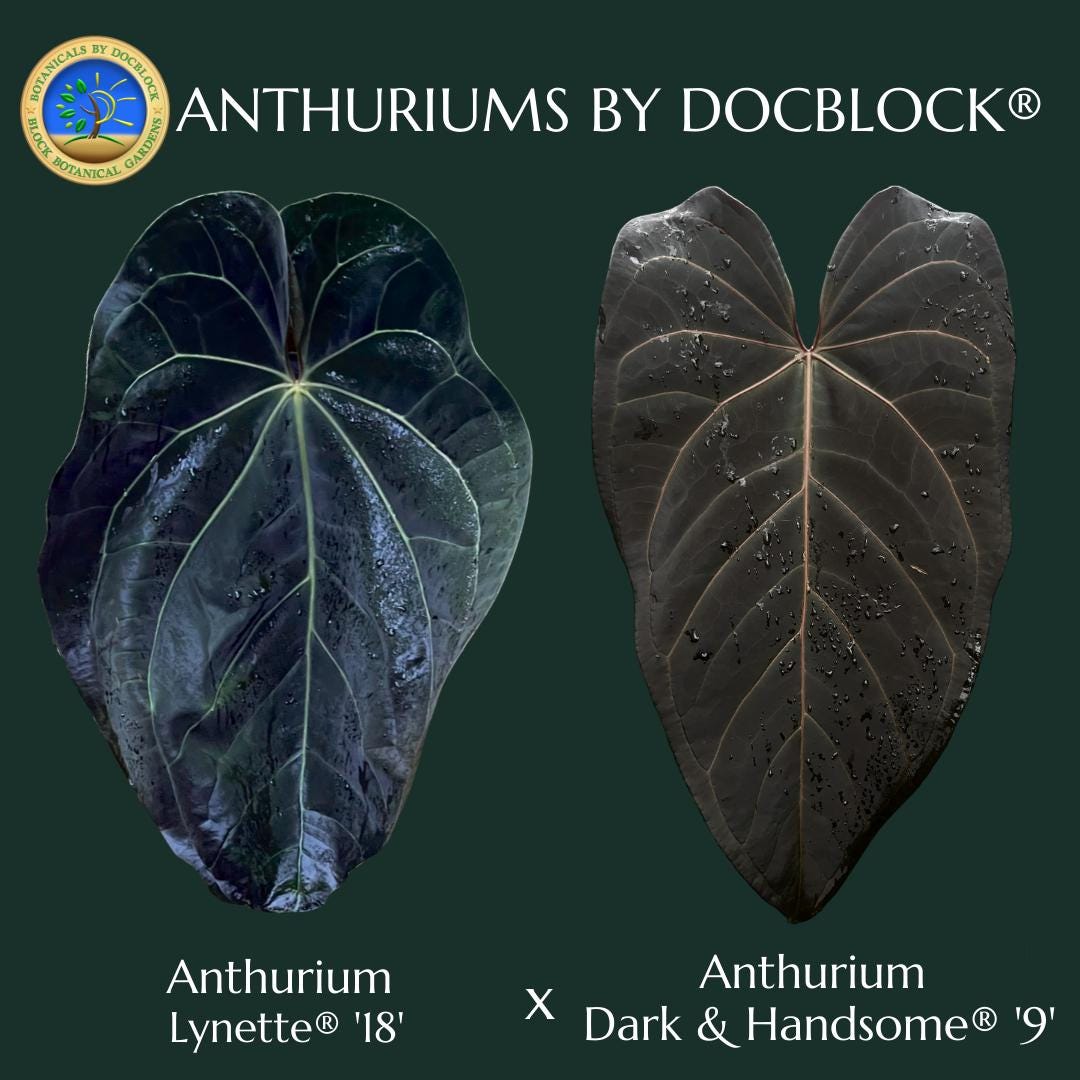 Anthurium Docblock Lynette '18' X Dark & Handsome '9' by Docblock  *grower's Choice* - Etsy
