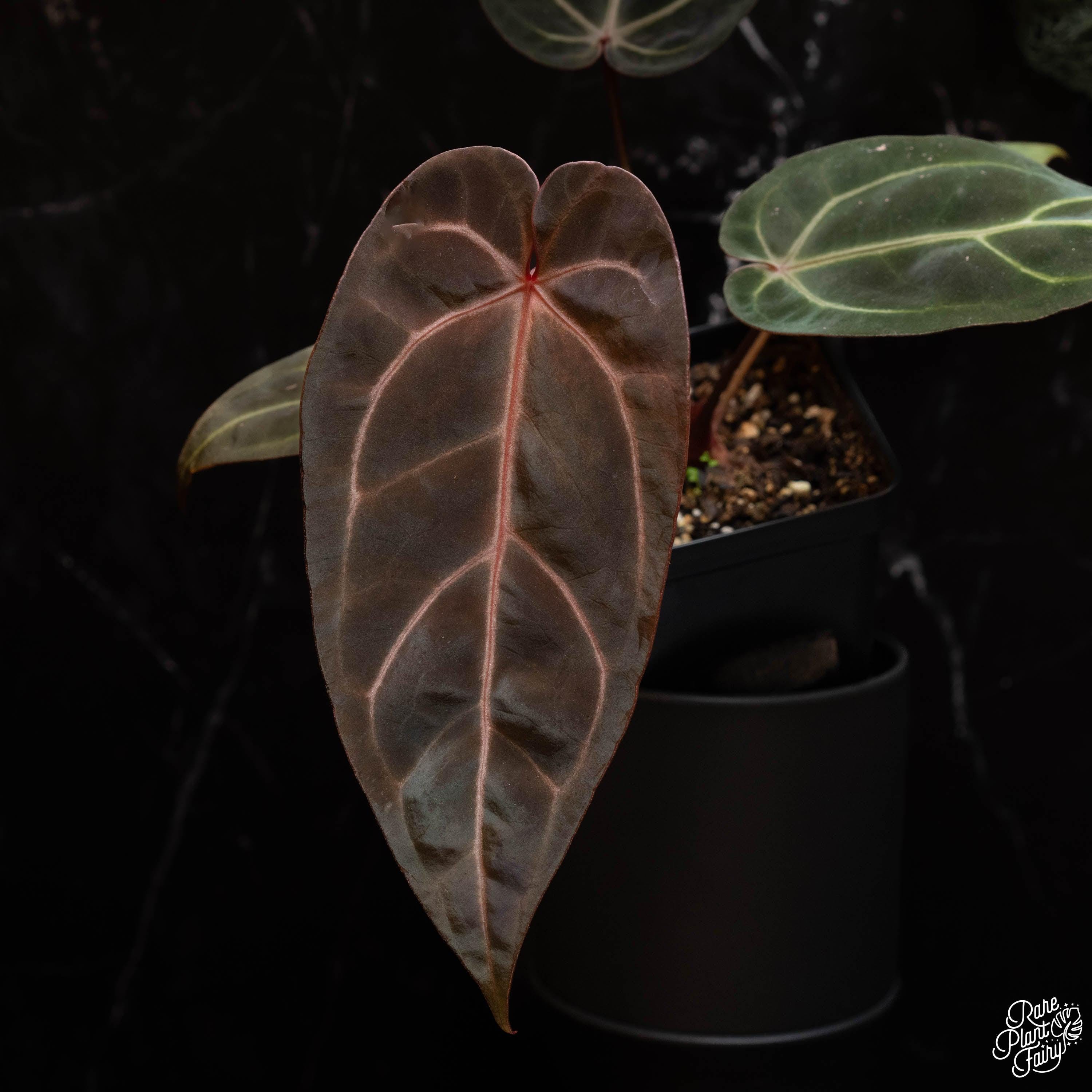 Anthurium Red Velvet Cake '24' X Dark and Handsome '9' by Docblock