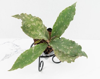 Hoya undulata *Grower's Choice*