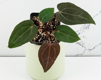 Anthurium Zara '29' x Dark & Handsome '9' by DocBlock® *Grower's Choice*