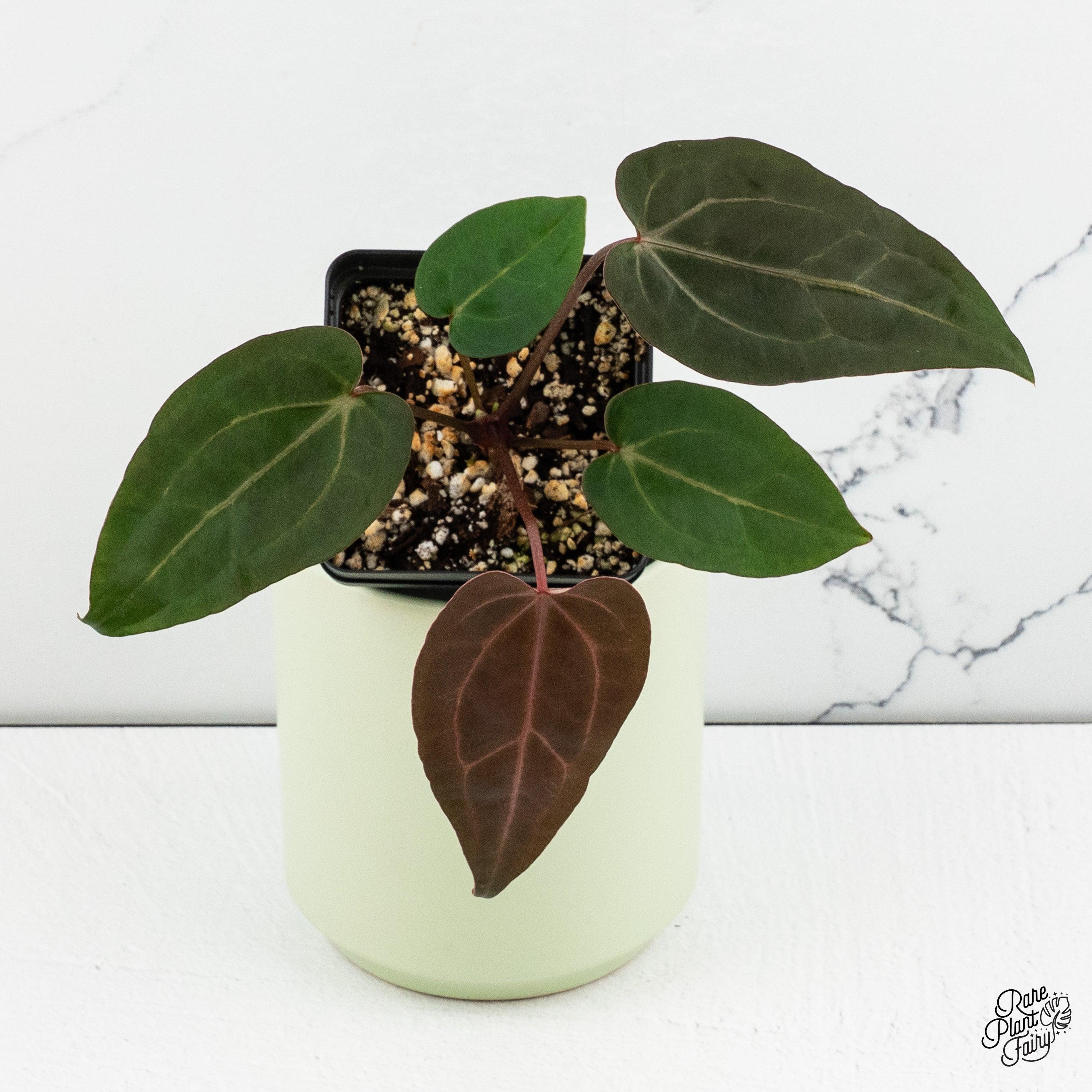 Anthurium Zara '29' X Dark & Handsome '9' by Docblock® *grower's