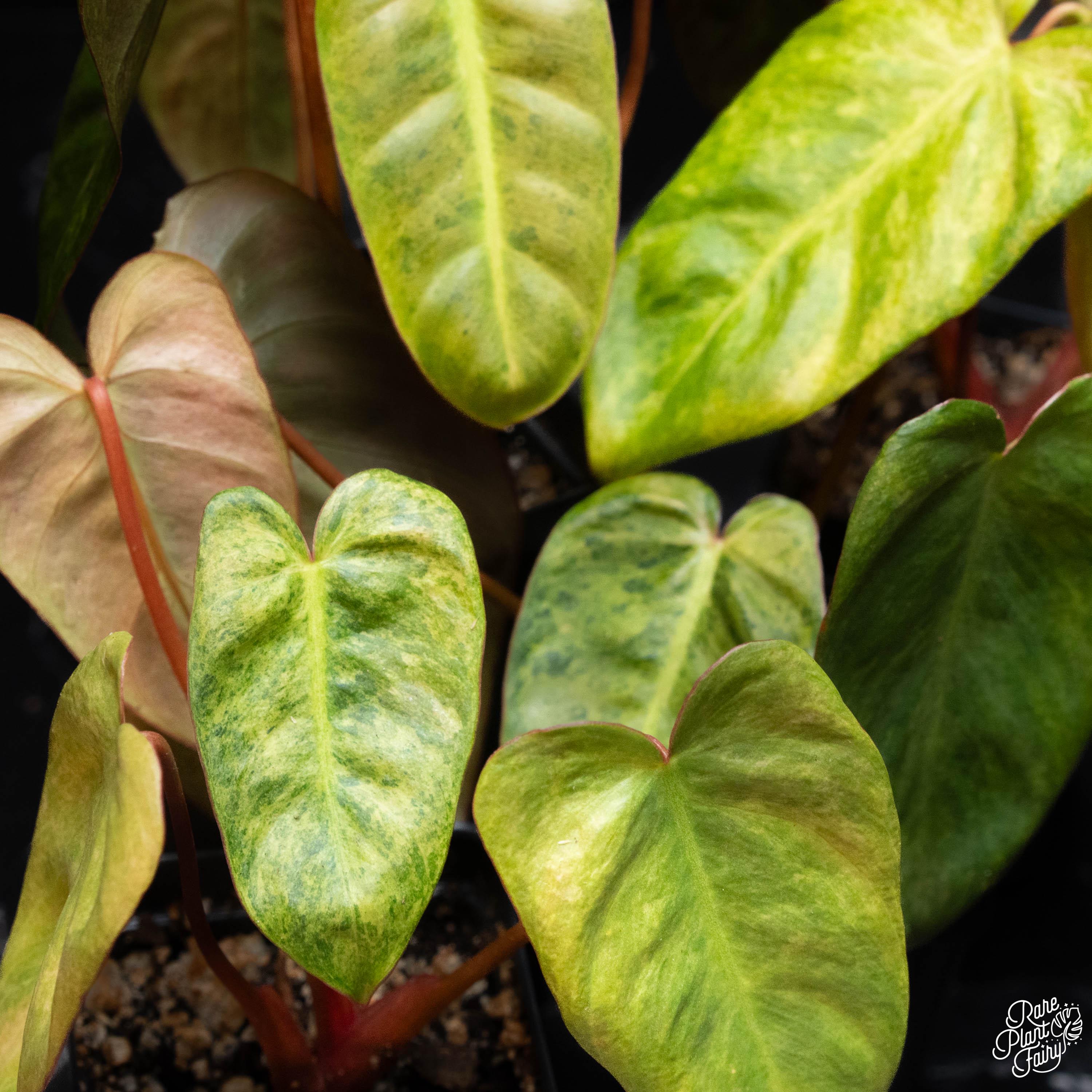 Philodendron 'el Choco Red' X Billietiae Variegated *grower's