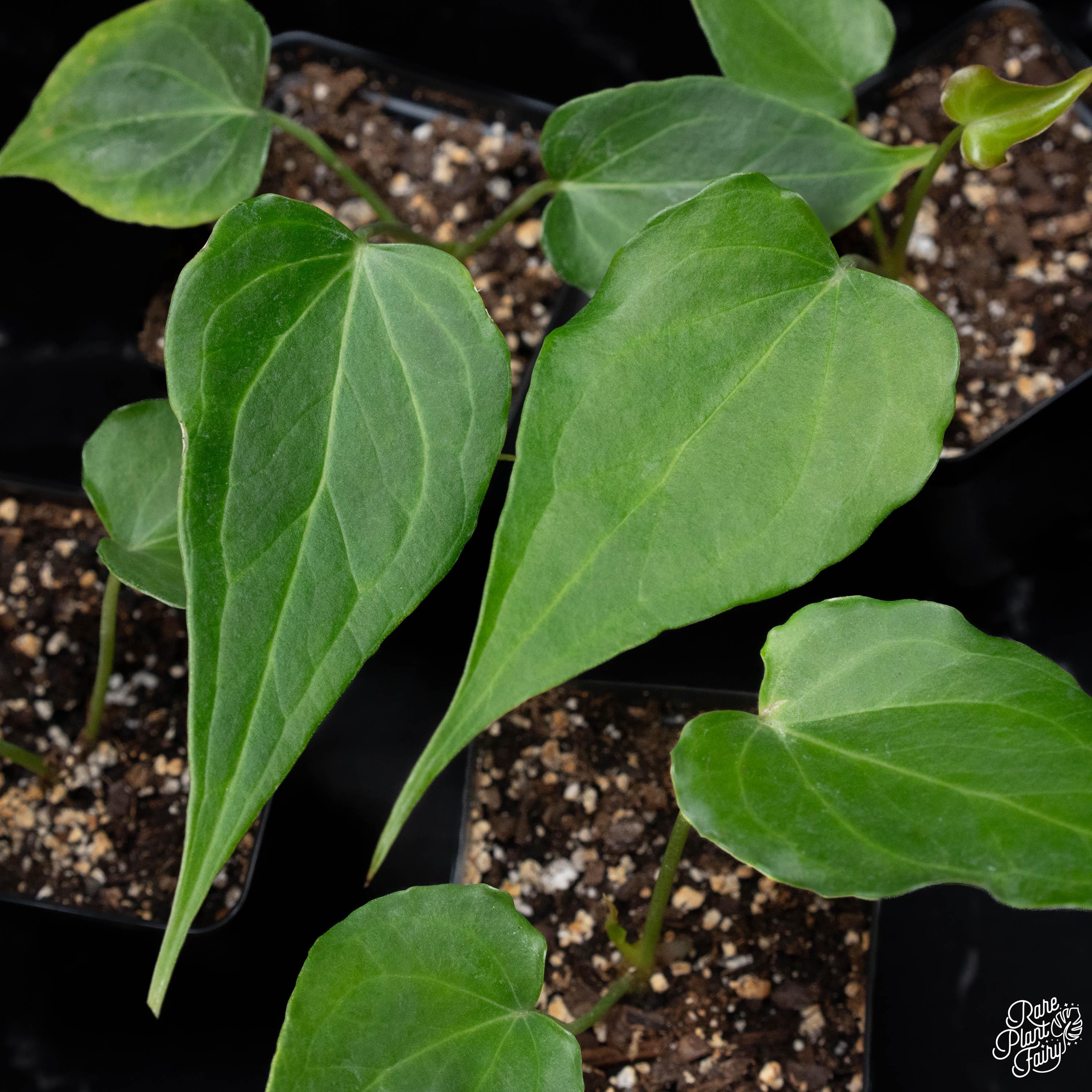Anthurium 'Delta Force' (wk51-Q)