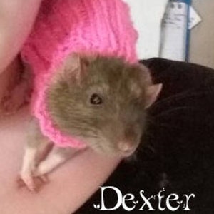 Pet Rat Sweater Cozy Unique Extra Stretchy One-Size-Fits-Most Rodents Clothes Accessories image 3