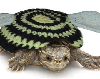 Pet Turtle Tortoise Sweater Unique Bumble Bee