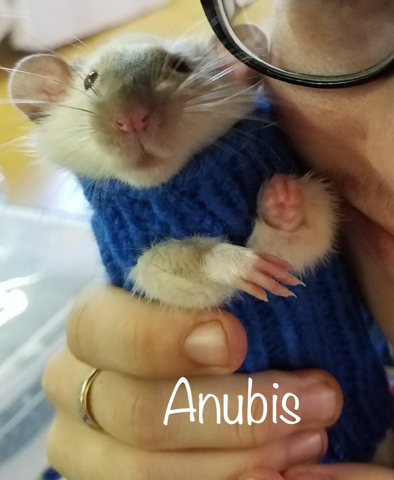 Pet Rat Sweater Cozy Unique Extra Stretchy OneSizeFitsMost Rodents