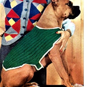 May include: A brown and white Boxer dog wearing a green knitted sweater with a white trim. The dog is sitting with its head turned to the side and its ears perked up. The dog is being held by a person wearing a colorful patchwork vest.