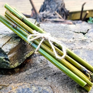May include: A bundle of green bamboo sticks tied together with twine. The sticks are arranged in a stack and are all about the same length.