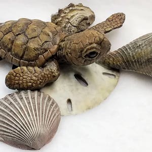 May include: A small, brown sea turtle figurine with a shell, resting on a white sand dollar.  There are two seashells, one brown and one pink, beside the turtle.