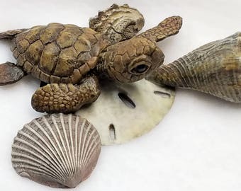 May include: A small, brown sea turtle figurine with a shell, resting on a white sand dollar.  There are two seashells, one brown and one pink, beside the turtle.