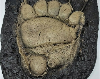 May include: A detailed, textured sculpture of a bear paw print. The print is tan and brown, with visible claw marks and pad details. It is set against a dark, textured background, creating a striking contrast. The overall effect is a realistic representation of a bear's footprint.