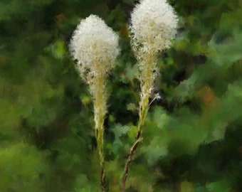 May include: Two white fluffy flower heads with long stems against a green background.