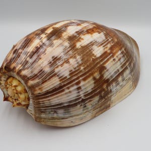 Op de afbeelding: Een grote, gladde, ovaalvormige zeeschelp met een glanzend oppervlak en een patroon van donkerbruine, beige en crèmekleurige lengtestrepen. De schelp heeft een getextureerde, crèmekleurige spiraalvormige top aan één uiteinde en een brede opening.
