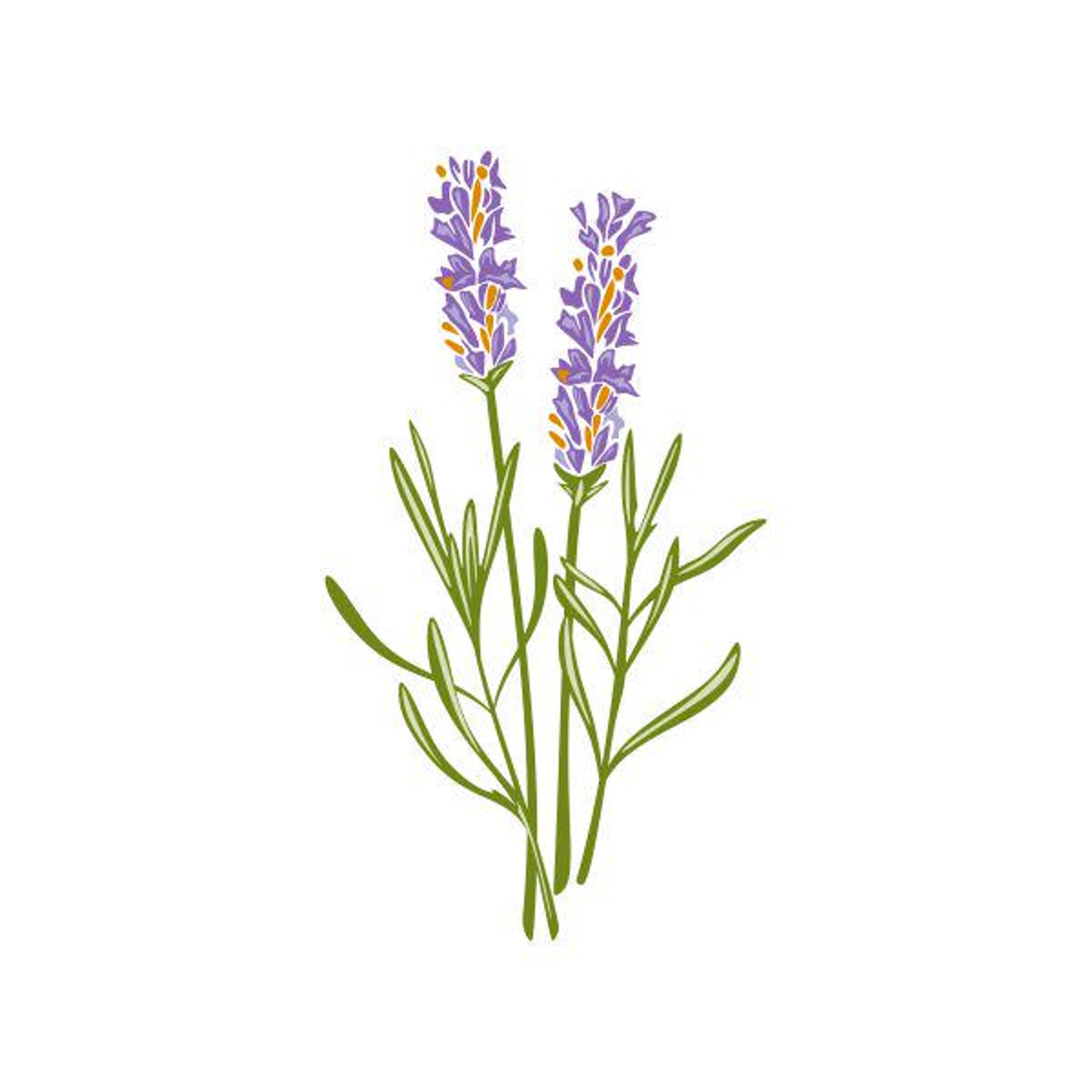 Lavender Svg #2 Cuttable Design SVG PNG DXF & Eps Designs Cameo File ...