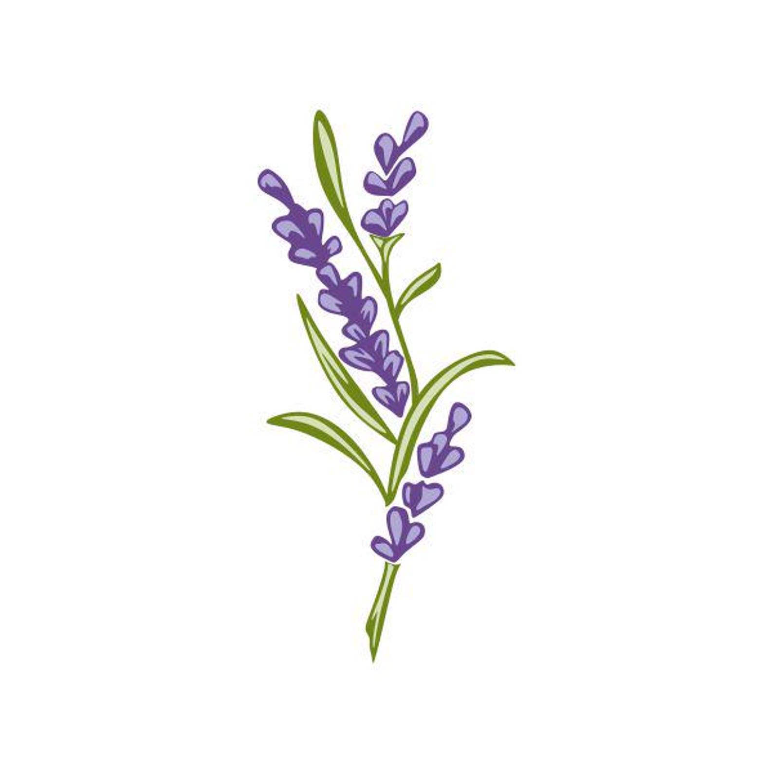 Lavender Svg #2 Cuttable Design SVG PNG DXF & Eps Designs Cameo File ...