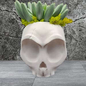 May include: A white skull-shaped planter with a succulent arrangement. The planter has a detailed skull design with eye sockets, a nose cavity, and a jawline. The succulent has green leaves and is surrounded by yellow-green moss.