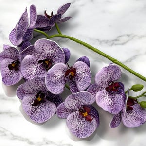 Puede incluir: Un ramo de orquídeas moradas con manchas blancas. Las orquídeas están dispuestas en un racimo con sus tallos extendiéndose desde el centro. Las orquídeas están sobre un fondo de mármol blanco.