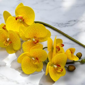 Op de afbeelding: Een bos gele orchideeën met rode centra. De bloemen zijn gerangschikt op een wit marmeren oppervlak.