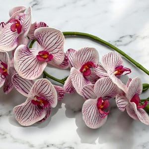 May include: A cluster of pink and white orchid flowers with green stems. The orchids have a striped pattern and are arranged in a bouquet.