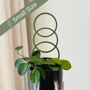 Könnte beinhalten: Ein kleiner, grüner, kreisförmiger Pflanzenständer mit drei Ringen, in einem schwarzen Topf, mit einer grünen Pflanze mit weißen Flecken. Die Pflanze ist mit "Small Size" gekennzeichnet.