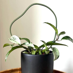 Puede incluir: Una planta de interior variegada con enredaderas colgantes que crecen en una maceta de cerámica negra con una base ancha. La planta está sobre una superficie de madera.